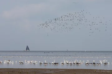 Fotobehang Vogels op Waddenzee, Birds at Wadden Sea © AGAMI