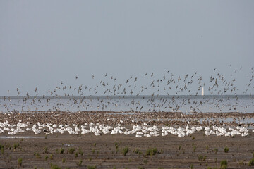 Vogels op Waddenzee, Birds at Wadden Sea