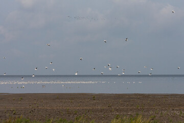 Vogels op Waddenzee, Birds at Wadden Sea