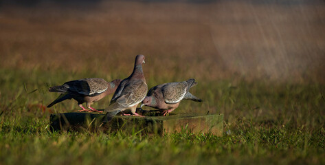 A group of pigeons drink water from a garden tap. Climate change concept.