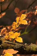 Blad van Beuk, Beech leaves