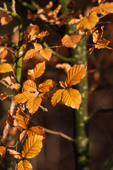 Blad van Beuk, Beech leaves