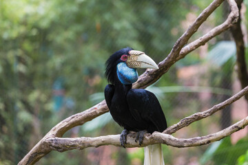 Double horned hornbill with a huge peck