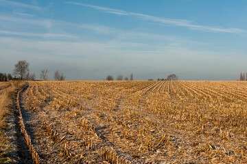 Hamster reserve Sibbe, The Netherlands