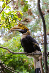 Double horned hornbill with a huge peck