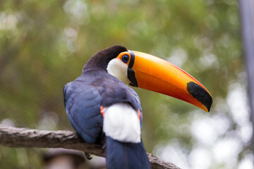 A toucan at the zoo