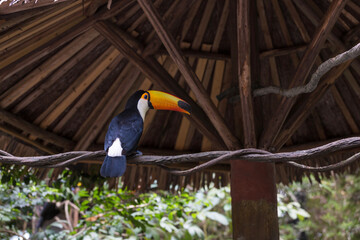 A toucan at the zoo