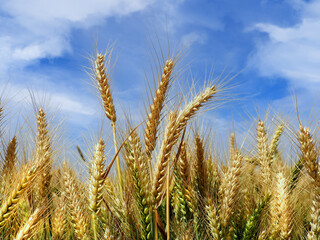 Ripe wheat against a blue sky