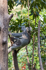 Fototapeta na wymiar The lovely koala in the zoo