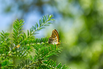 Silver-washed Fritillary butterfly (Argynnis paphia) sitting in tree in Zurich, Switzerland