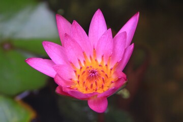 pink lotus flower