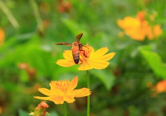 bee on flower