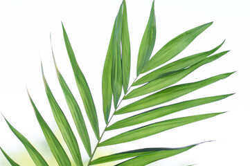 Palm leaf on light background, texture and background