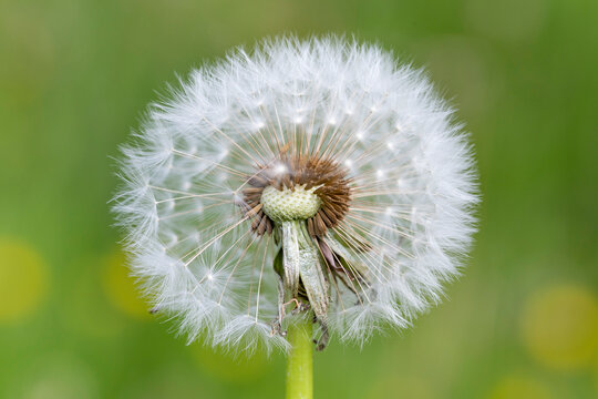 Fototapeta Dandelion seeds in the morning sunlight blowing away across a fresh green background. Dandelion Blowing. White fluffy dandelions, natural green blurred spring background, selective focus.