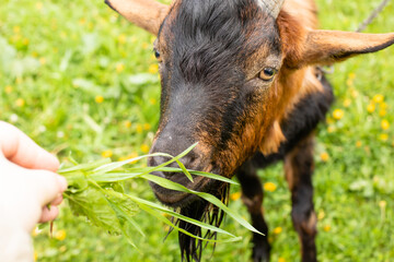 Beautiful horned goat chews grass given by farmer