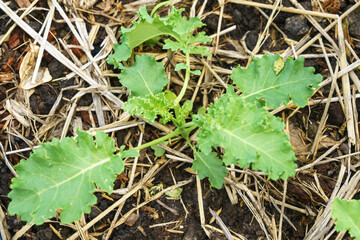 Macro photo of Curly Kale
