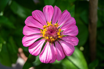 Obraz premium Zinnia de color rosa en el jardín en verano