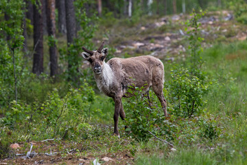 Naklejka na ściany i meble travel sweden and scandinavia - wildlife and wild animals, wild living reindeer