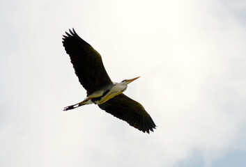 vol de héron cendré