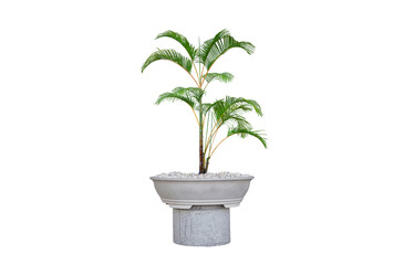 Yallow palm, Chrysalidocarpus lutescens. in a cement pot on white bacground.