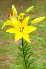 yellow lily bush on a summer day