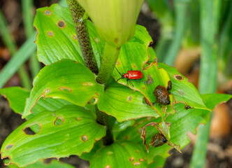 Lily leaf damaged by lily beetle  larvae (Lilioceris lilii).