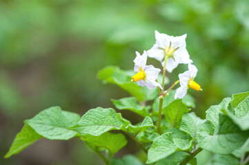 white potato flowers, natural growing