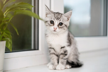 A cute white kitten with gray stripes sits on the windowsill against a background of green plants and looks carefully into the frame.