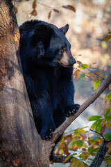 Black bear sitting on a branch in a tree gazing into the distance