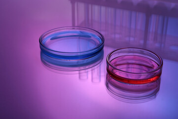Petri dishes with samples on table, toned in pink and blue