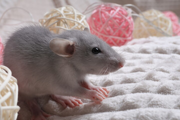 Cute grey rat on white fabric. Space for text