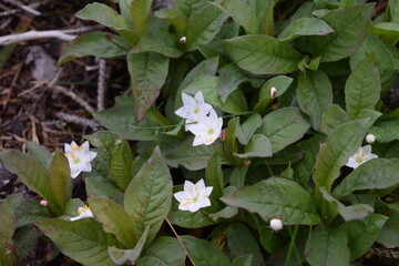 Seven Star (Trientalis europaea; Germany; Harz Mountains