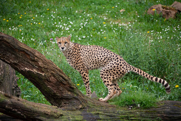 Cheetah walking through nature and marking territory. The fastest land mammal in the world