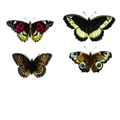Set of vector butterflies. High definition scientific illustration. 
