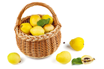 Maules quince (Chaenomeles japonica) in wicker basket isolated on white background