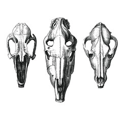 Set of animal skulls. Dog skull, Horse skull, rabbit skull. Antique engraving style.  Great tattoo design elements. 