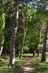 The beautiful forest walk path along with the Maruyama park in Sapporo Japan