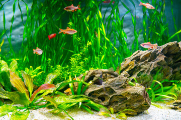 Aquarium fish and algae in a freshwater aquarium. Underwater world.