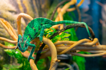 Young green chameleon on a branch. Cute pet. Protective coloring of the animal.