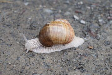 Roman snail
