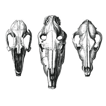 Set of animal skulls. Dog skull, Horse skull, rabbit skull. Antique engraving style.  Great tattoo design elements. 