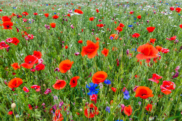 Hintergrun Fototapete Wandbild blühende Felder und Wiesen