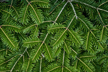 Texture of coniferous branches as plant background.