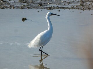 Aigrette garzette dans son marais 