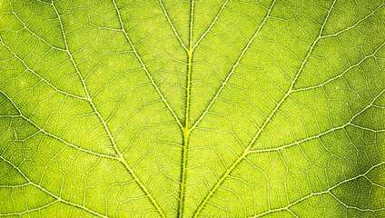 Naklejka na ściany i meble Macro photo leaf texture, natural background