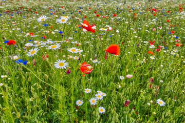Hintergrun Fototapete Wandbild bl&uuml;hende Felder und Wiesen