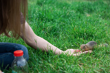 Woman hand feeding gopher