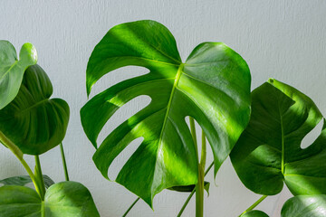 beautiful monstera leaves on white textured background © Tatjana