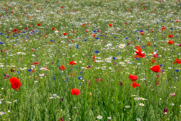 Hintergrun Fototapete Wandbild blühende Felder und Wiesen