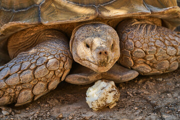 Huge turtle. A large animal in the wild. The sea turtle crawled out of the sea.